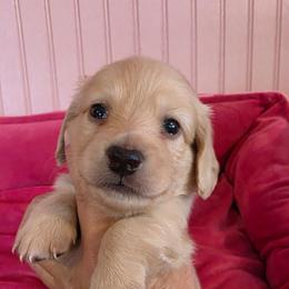 BUD LIGHT - Cream male Dachshund puppy in El Paso, Texas from Mells Weenies