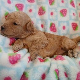 Maxwell - Apricot male Poodle puppy in Blanch, North Carolina from Faithful Hearts Kennel