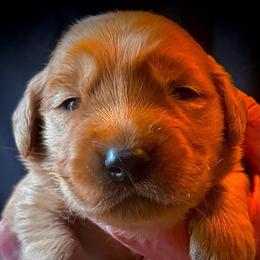 First pick of the girls - Dark golden female Golden Retriever puppy in Fisher, Illinois from Aslan's Pride of Fidei Family Farms