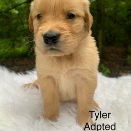 Tyler - male Golden Retriever puppy in New Ringgold, Pennsylvania from Hawk Mountain Doodles