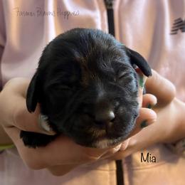 Mia - Black female Schnoodle puppy in Sedalia, Missouri from Farmer Brown's Puppies