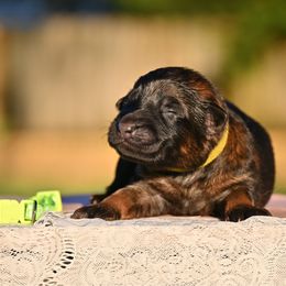 Honeysuckle - Sable female German Shepherd puppy in Nacogdoches, Texas from Vom Hausgladfel