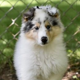 Collies from Cottonwood Collies