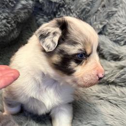 Australian Shepherd Puppies from Bullet & Whiskey’s Pups