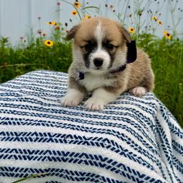 Lulu's Purple Girl - Red female Pembroke Welsh Corgi puppy in Vilonia, Arkansas from Lucky Pups Corgis