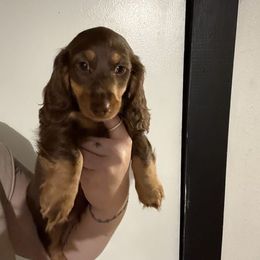 Phil - Chocolate and tan male Dachshund puppy in Maidsville, West Virginia from L&B Lowriders