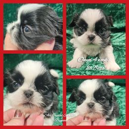 Onyx - Black and white male Shih Tzu puppy in Maize, Kansas from Air Capital Shih Tzu Puppies