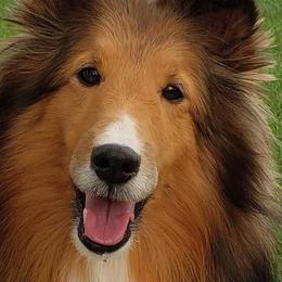 Shetland Sheepdogs from Jammin' Shelties