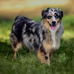 Piña - Blue merle female Australian Shepherd puppy in Tyner, Kentucky from Lil’ Town Aussies