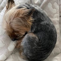Yorkshire Terriers from Yorkie Pups Knox