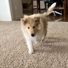 Collie Puppies from Cadie's Collies