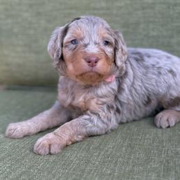 Aranea- pink collar - Merle female Bernedoodle puppy in Colorado Springs, Colorado from Mercy Mountain Bernedoodles