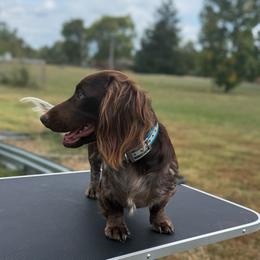 River - Dachshund