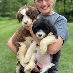 Bordoodle Puppies from Borders of Eby Eden