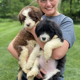 Bordoodle Puppies from Borders of Eby Eden