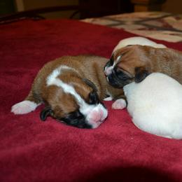 Boxer Puppies from Quinney’s Boxers