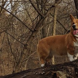 American Corgis and Pembroke Welsh Corgis from G Avenue Corgis