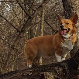 American Corgis and Pembroke Welsh Corgis from G Avenue Corgis