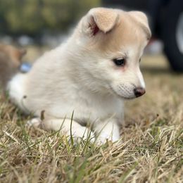 Mzfit - Red and white female Pomsky puppy in Shoreline, Washington from SeattlePomskies