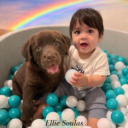 Ellie Soulas girl 5 - 6384 - Chocolate female Labrador Retriever puppy in Brandywine, Maryland from QVR Labradors and Leonbergers