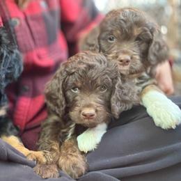 Aussiedoodle puppies from Leafy Acre Mini Farm