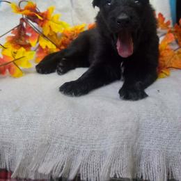 Aqua Collar Male - Black male German Shepherd puppy in Cadet, Missouri from Working Valley Shepherds