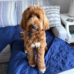 Goldendoodle puppies from Comfort & Cuddle Co
