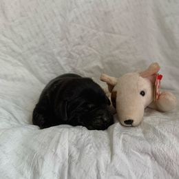 Butch - Black male Labrador Retriever puppy in Water Valley, Mississippi from Three Lakes Labs & WHDs