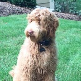 Sedona - Australian Labradoodle