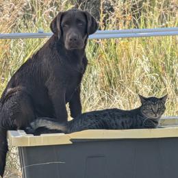 Anatolian Shepherd Dog and Labrador Retriever Puppies from Learning With Dogs