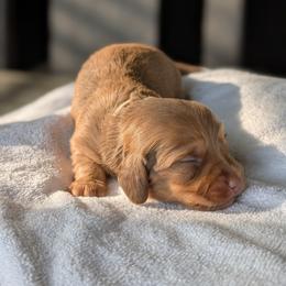 Elle - Chocolate and tan female Dachshund puppy in Waddell, Arizona from The Bearded Companions