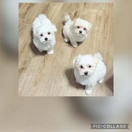 Maltese, Maltipoo, Poodle, and Yorkshire Terrier Puppies from Paw Perfect Pets