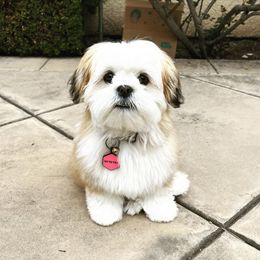 Lhasa Apso Puppies from Bella Donna Lhasa Apso's