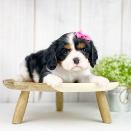 Cavalier King Charles Spaniel and Poodle Puppies from Red Skye Cavaliers