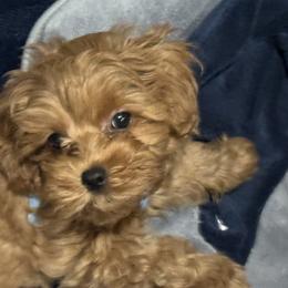 Maltipoo All Grown Up from Minipaws kennel