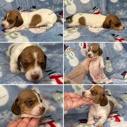 Claus - Piebald male Dachshund puppy in Gatesville, Texas from Emily’s Doxie Domain