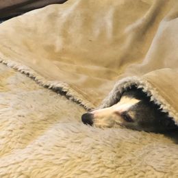 Whippet All Grown Up from Timbreblue Whippets