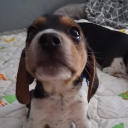 Milo - White black and tan male Beagle puppy in East Providence, Rhode Island from Amanda's Beagles