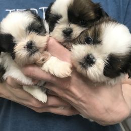 Shih Tzu Puppies from Willow Lane Shih Tzus