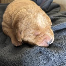 Ginger - Yellow female Labrador Retriever puppy in Alcester, South Dakota from Theresa Rhodes