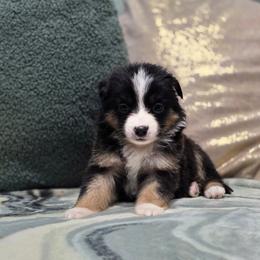 Fern - Black tri female Miniature Australian Shepherd puppy in Killen, Alabama from Wilkers Wholehearted Mini Aussies