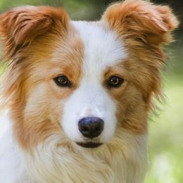 Harmony - Border Collie