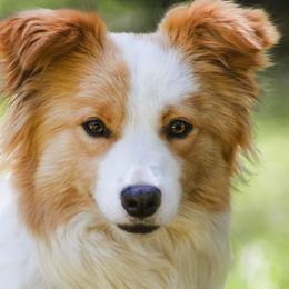 Harmony - Border Collie