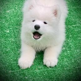 Samoyed Puppies from Queen City Samoyeds