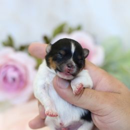 Ian - Black and tan parti male Pomeranian puppy in Sacramento, California from My Precious Poms