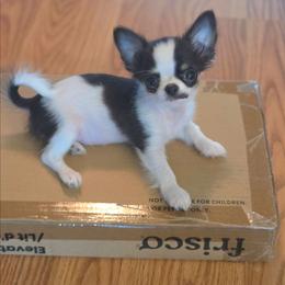 Smudge - Black and white male Chihuahua puppy in Cape Coral, Florida from Inspired Chihuahuas
