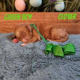 Clover - Red  male Goldendoodle puppy in Haughton, Louisiana from Bailey’s Cajun Canines