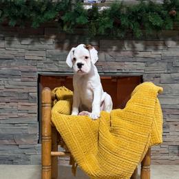Devon - White male Boxer puppy in Kirskville, Missouri from Elevated Boxers