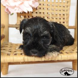 AKC 26008 - Salt and pepper female Miniature Schnauzer puppy in Mount Airy, Georgia from Miniature Schnauzers GA, LLC