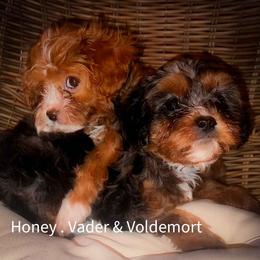 Voldemort - Red male Cavapoo puppy in Maple Grove, Minnesota from Honey Bit Kennels